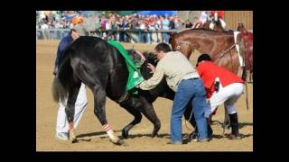 Famous Racehorses [upl. by Lubbock398]