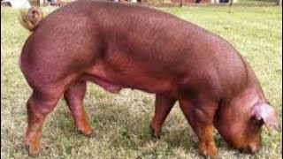 Grower male Duroc pig [upl. by Foote]