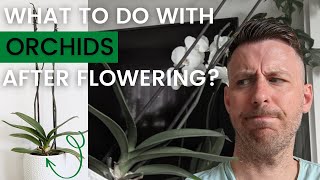 What to do with Orchids after they Bloom 4 Easy Options [upl. by Scheider985]