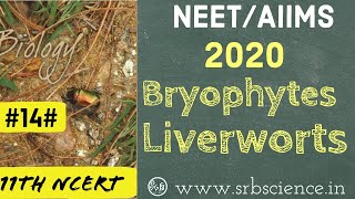 NEETAIIMS BIOLOGY HINDI 14 CLASS 11th NCERT Bryophytes Liverworts [upl. by Wiley512]