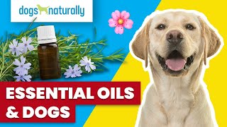 Essential Oils amp Your Dog [upl. by Mogerly]