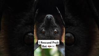 Part 02 I Rescued Fruit Bat 🦇👀 trending shorts animalrescue bats ytshorts birds yt pets [upl. by Nnayelsel]