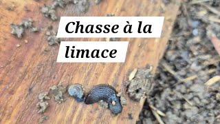 Les limaces sont de sortie Voici comment les satisfaire pour quelles évitent de ravager nos plants [upl. by Ylurt]