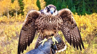 Falconry What people forget when training imprints [upl. by Layap]