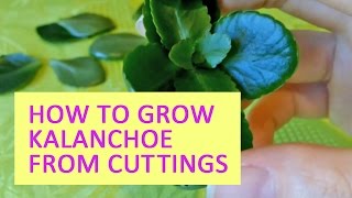 How to grow kalanchoe from cuttings [upl. by Eile]