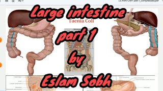 Large intestine Anatomy part 1  Eslam Sobh [upl. by Ahcirt621]