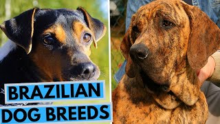 TOP 10 Brazilian Dog Breeds List [upl. by Eciryt]