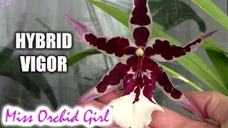 What is hybrid vigor with Orchids  examples [upl. by Naihtniroc]