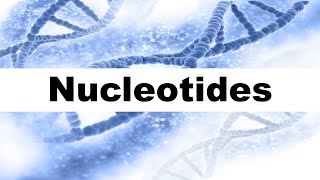 Nucleotides in DNA Short Explanation [upl. by Ahtiek495]