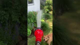 Hyper Dog Eats Water Hose [upl. by Ycnahc328]