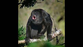 Howler monkey ।। The loudest land animal ।। Black howler monkey shorts [upl. by Kirit590]