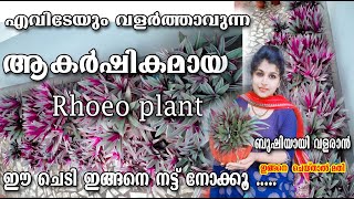 Rhoeo PlantRhoeo plant care MalayalamPottin CaringPropagationIndoor plant carePoppy Happy vlog [upl. by Eerol]