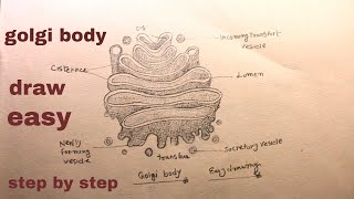 How TO Draw golgi appartusgolgi body drawing [upl. by Prochora606]