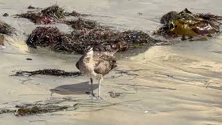 Whimbrel North Pacific Beach San Diego October 27 2024 [upl. by Maria]