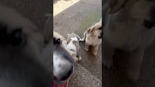 Two female puppies from NikkiComet 34 Spanish Mastiff and 14 Pyrenean Mastiff [upl. by Halyahs]