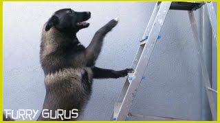 Dog vs ladder  Husky  Belgian Shepherd Groenendael mix [upl. by Norok]