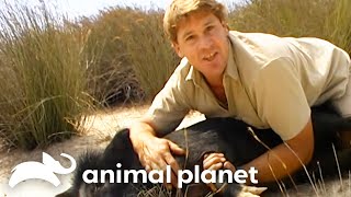 Steve Irwin Interacts With Razorbacks  Crocodile Hunter  Animal Planet [upl. by Ejrog292]