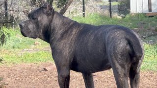 CANE CORSO Dog in HEAT  Preventing Unwanted Breeding and Dog Aggression in my Pack [upl. by Yunick]