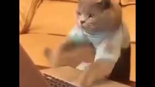 Cat typing with speed [upl. by Leak251]