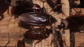 Chinese farmer breeds bugs for the table [upl. by Raphael]