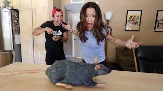 RAT PRANK ON MOM HILARIOUS [upl. by Secunda]