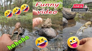 Catching frog funny make you laugh  funny animal video short  funny frog jumping lol [upl. by Avonasac]