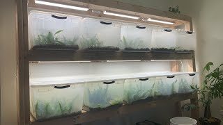 Propagate Aquarium Plants Emersed Shorts [upl. by Akema]