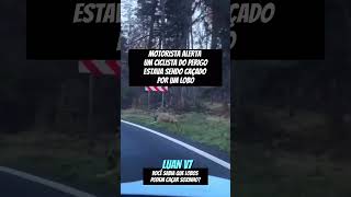 LOBO CAÇANDO CICLISTA dangdut terrors fy fypage fypyoutube fyp shorts humor sobrevivência [upl. by Mendelsohn]