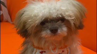 SANITARY GROOMING 6 MONTH OLD SHIH TZU [upl. by Annaigroeg]