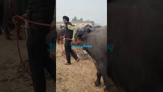 Murrah buffalo for sale in pashu mandi jagraon Buffalo sale video 91 99150 72685 shorts [upl. by Amos546]