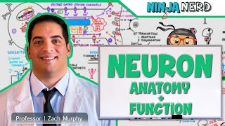 Neurology  Neuron Anatomy amp Function [upl. by Imarej188]