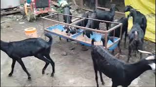 Osmanabadi goat aavelebl for selling contyak no 9359344322 [upl. by Amado]