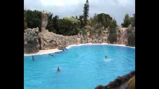 Tenerife Loro Parque  Dolphin  delfin  show [upl. by White]