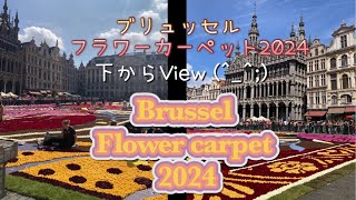 ブリュッセルフラワーカーペット2024への旅🌸 [upl. by Ecraep]