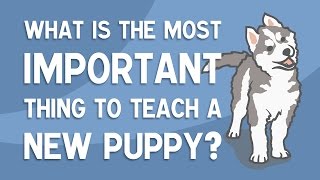 The MOST Important Thing To Teach A New Puppy  SOCIALISATION [upl. by Odnuges970]