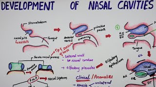 Development Of Nasal Cavities  Embryology [upl. by Guadalupe]