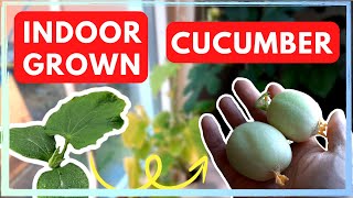 How to Grow Hydroponic Cucumbers 🥒 Quick Guide [upl. by Viquelia720]