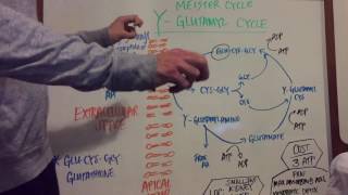 Gamma Glutamyl Pathway Explained [upl. by Rusert]