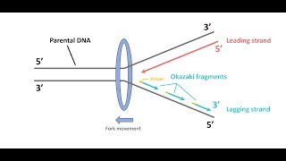 OKAZAKI FRAGMENTS  Leading Strand vs Lagging Strand [upl. by Kerred234]