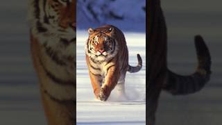 Power of the Siberian Tiger 🐾 Masters of the Harsh Russian Winter ❄️ wildlife siberiantiger [upl. by Hertha]