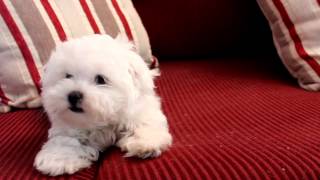 11 Week old Fanfare Maltese Puppy [upl. by Shimkus]