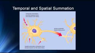 Synapses and Synaptic Potentials [upl. by Suoinuj]