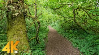 4K Virtual Hike on a Sunny Day  35 Hours Forest Walk along the Coal Creek Trail Bellevue [upl. by Aznofla311]