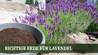 Welche Erde für Lavendel Und Tipps zu Rückschnitt und Pflege [upl. by Alleon]