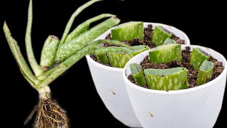 HOW TO GROW PLAN ALOE VERA FROM LEAF [upl. by Ettennaj]