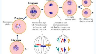 PHASES of MITOSIS PMAT [upl. by Aikcin]