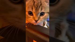 Chat mignonette 🐈 cat chat mignon vues foryoupage viralvideo [upl. by Nyltyak343]