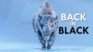 Bison Survivors Of Extinction [upl. by Javier]