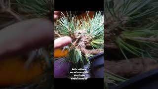 Trabajas correctamente tus prebonsai de Pinus Thunbergii [upl. by Hesper]