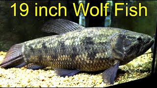 Big Wolf Fish 19 inches long [upl. by Leizo]